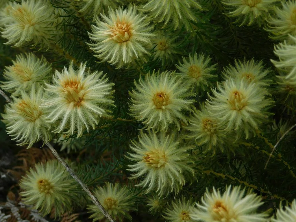 Phylica Pubescens
