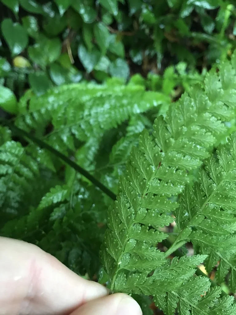 Microlepia Strigosa