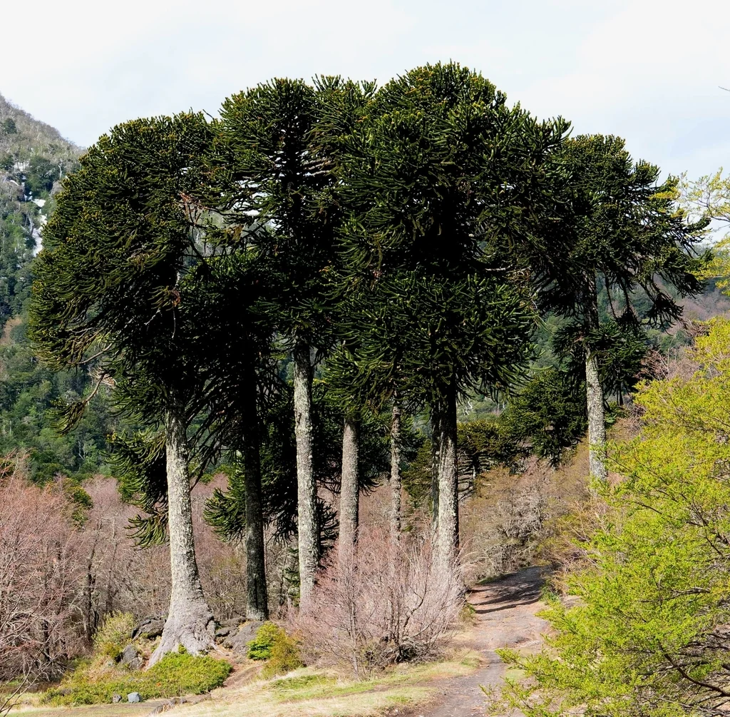 Araucaria Araucana