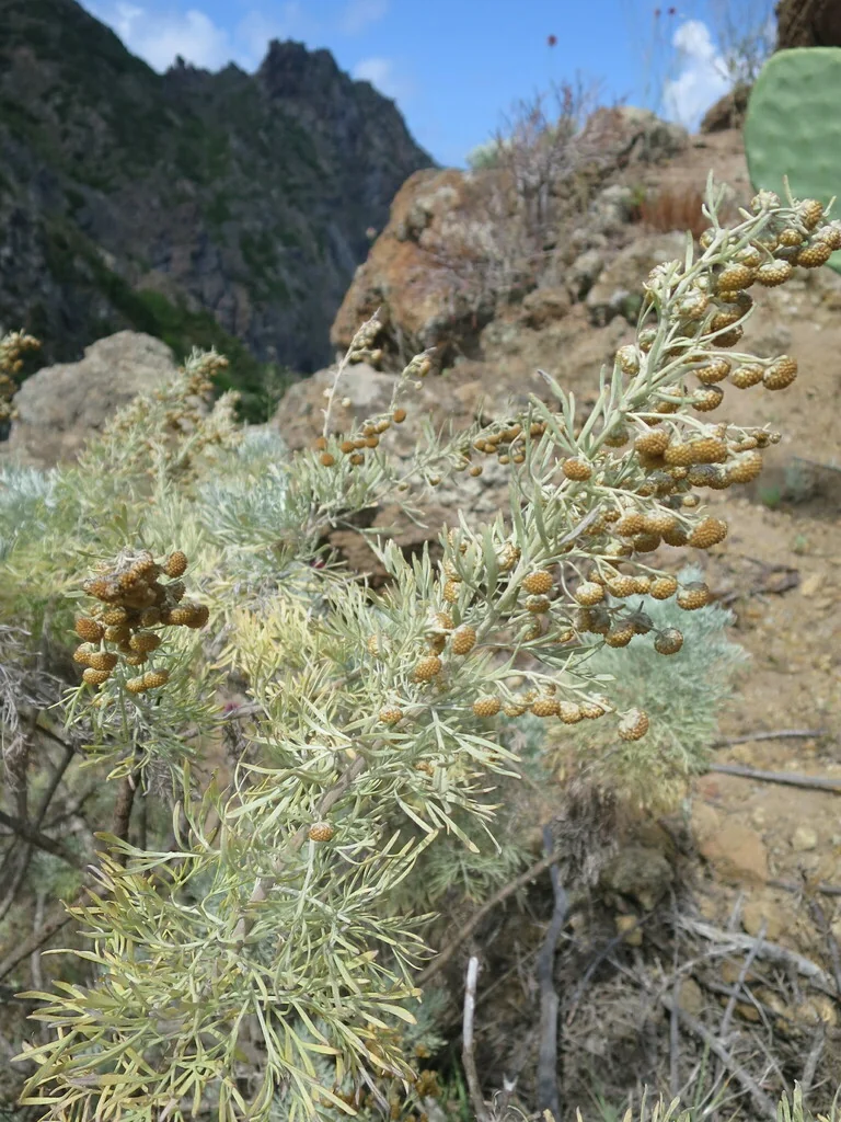 Artemisia Arborescens
