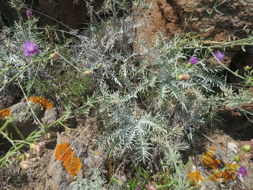 Centaurea Cineraria