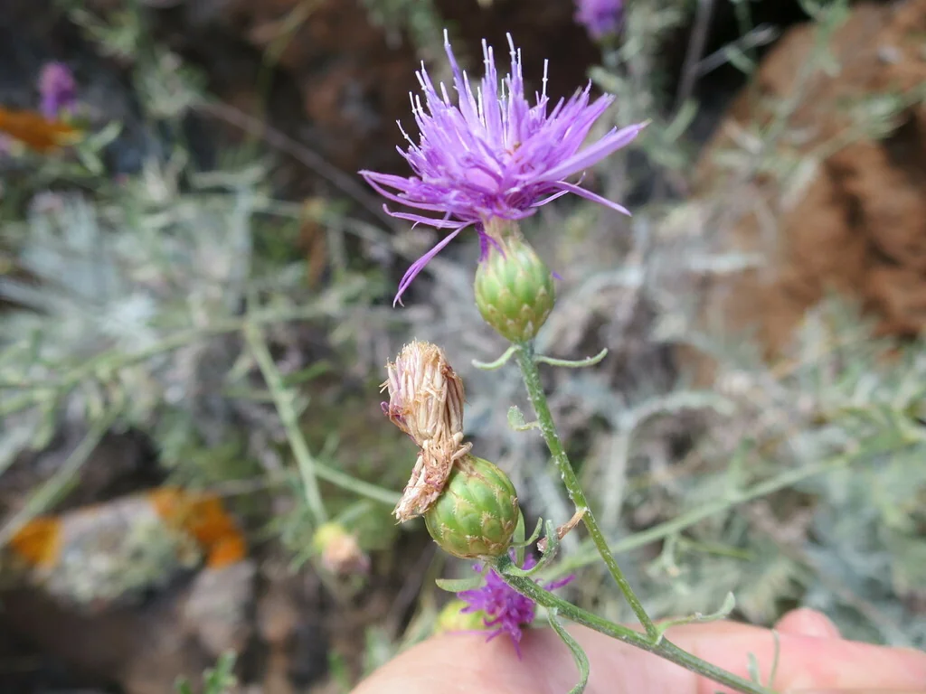 Centaurea Cineraria