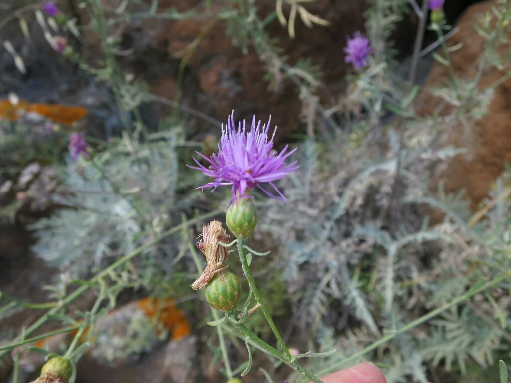 Centaurea Cineraria