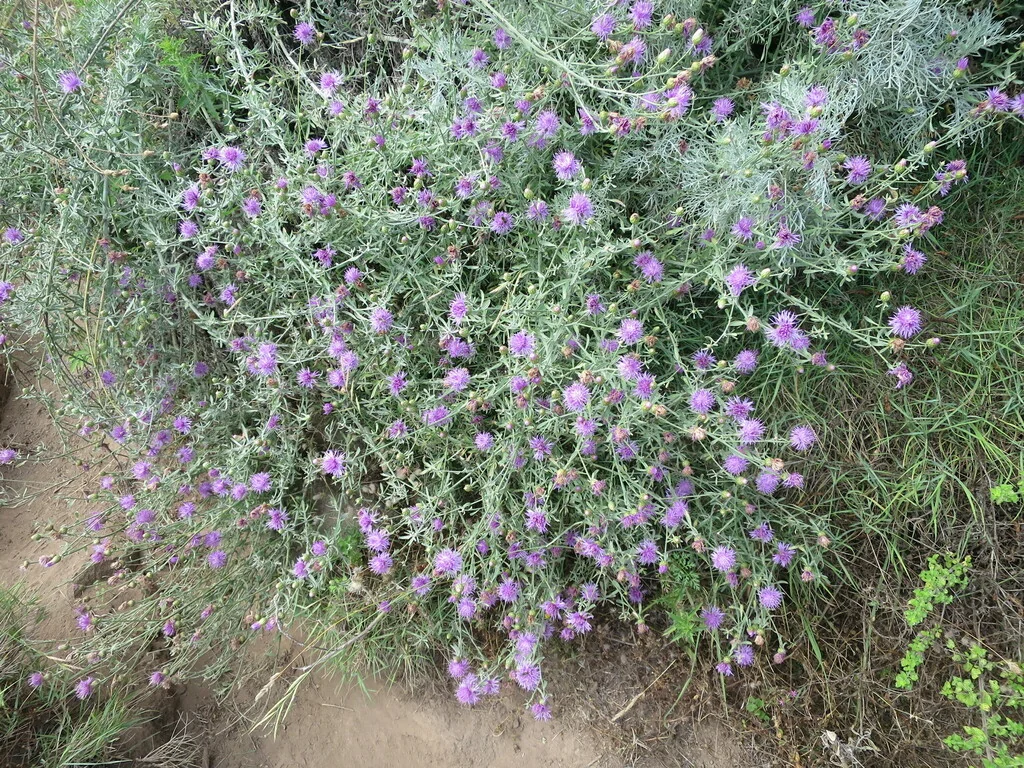 Centaurea Cineraria