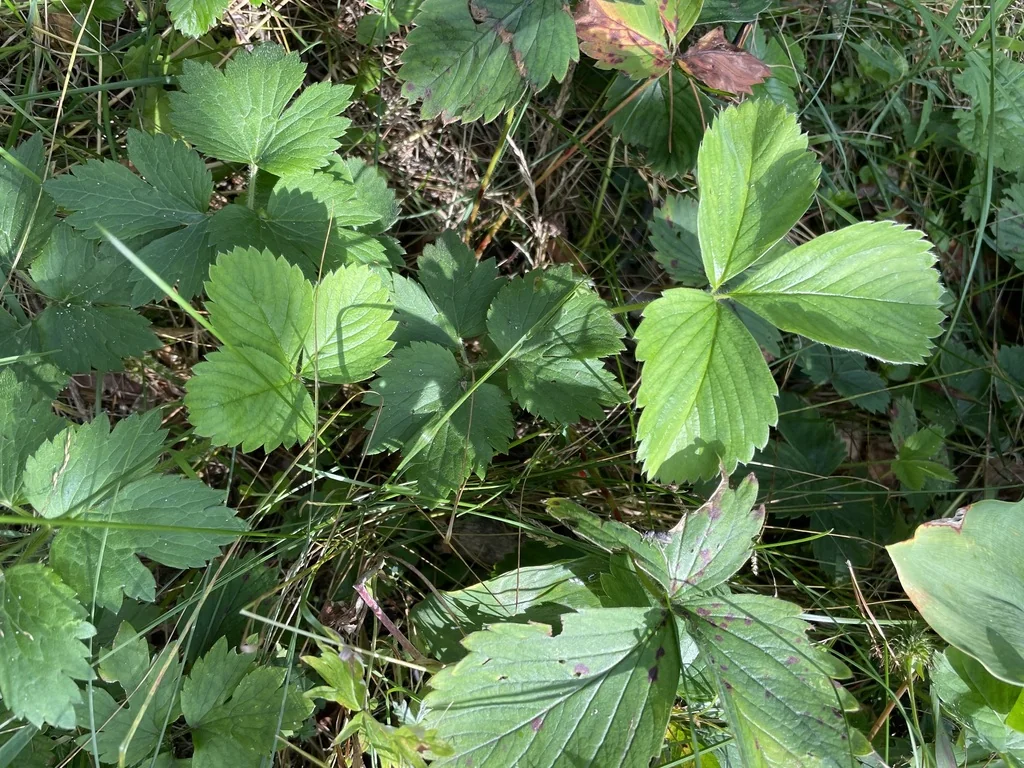 Fragaria ananassa