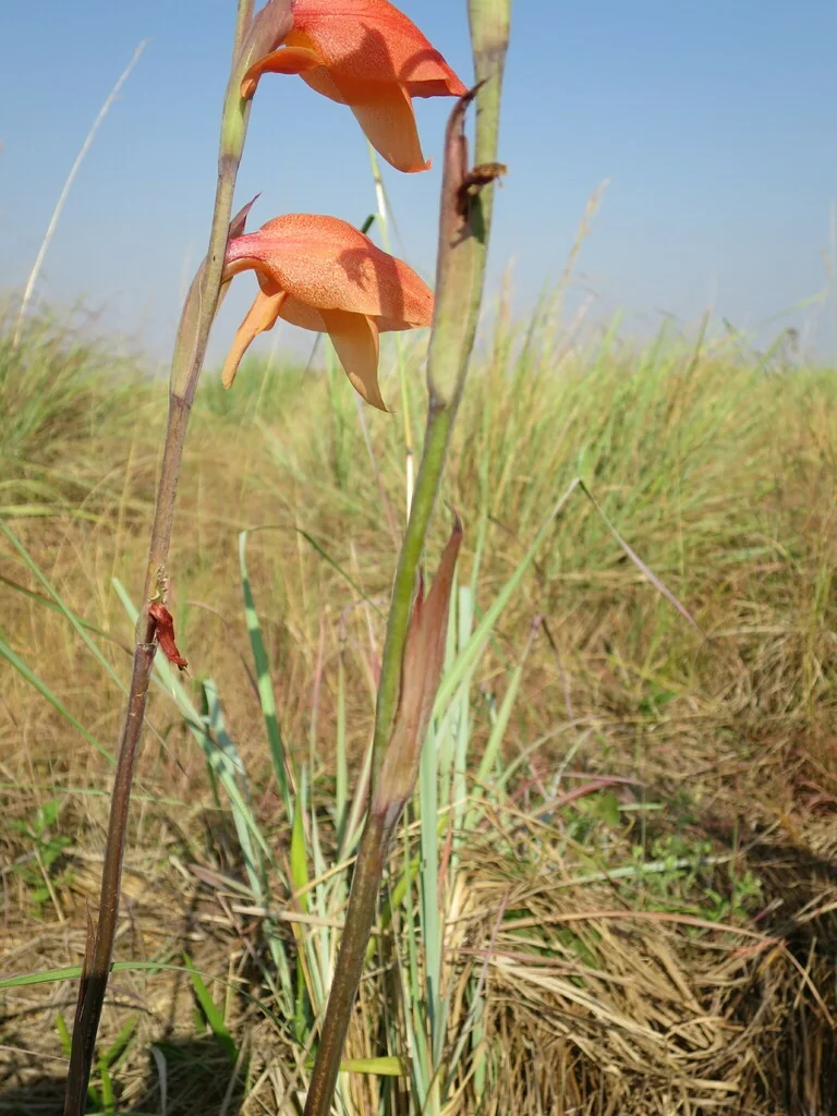 Gladiolus Dalenii