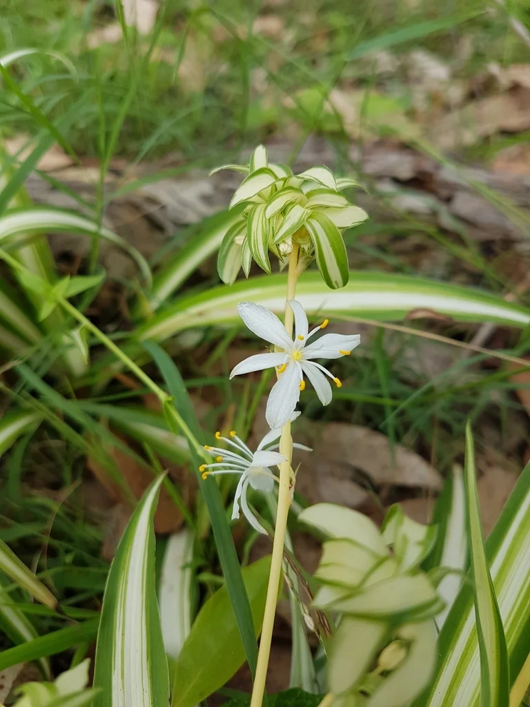 Chlorophytum comosum