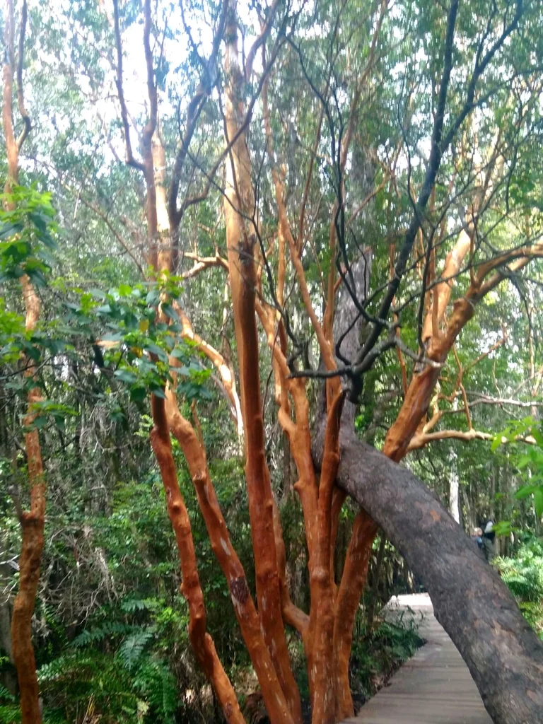Luma Apiculata