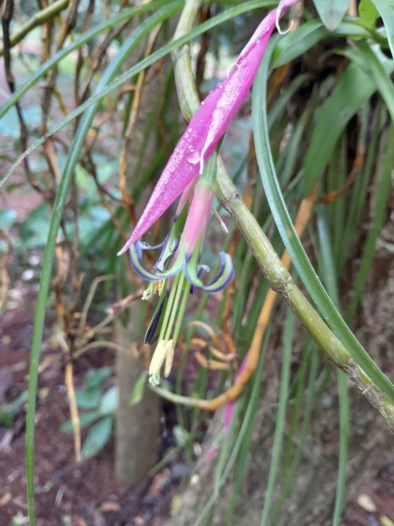 Billbergia Nutans