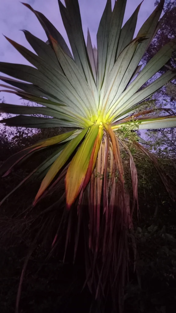 Cordyline Indivisa