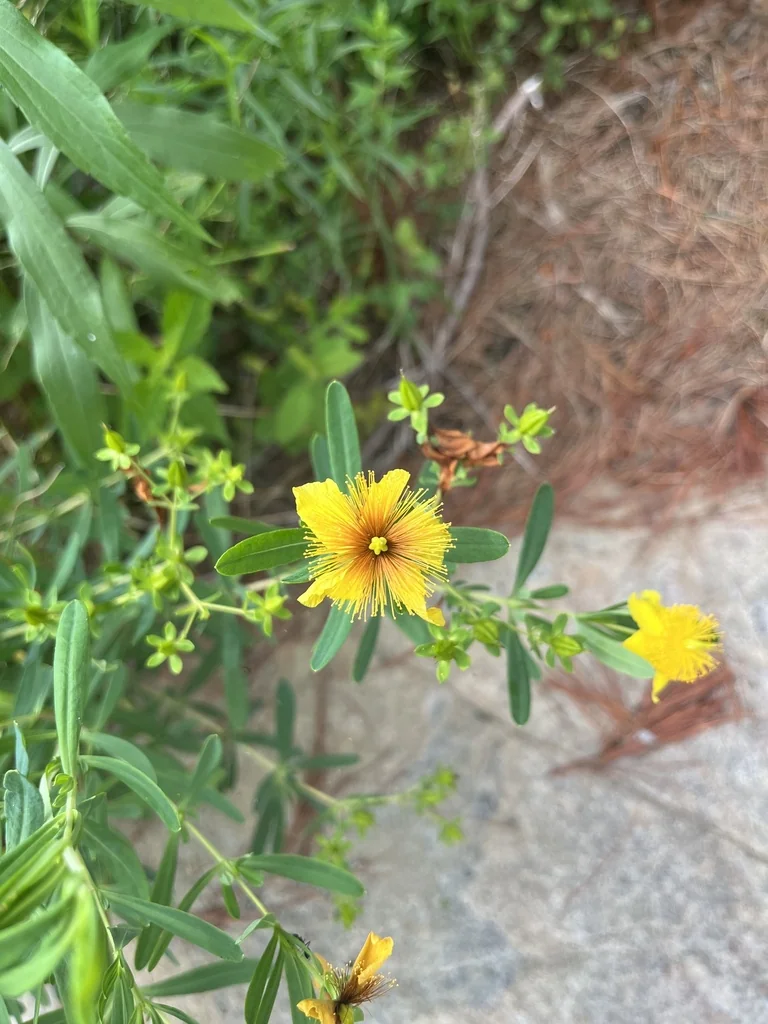 Hypericum Kalmianum