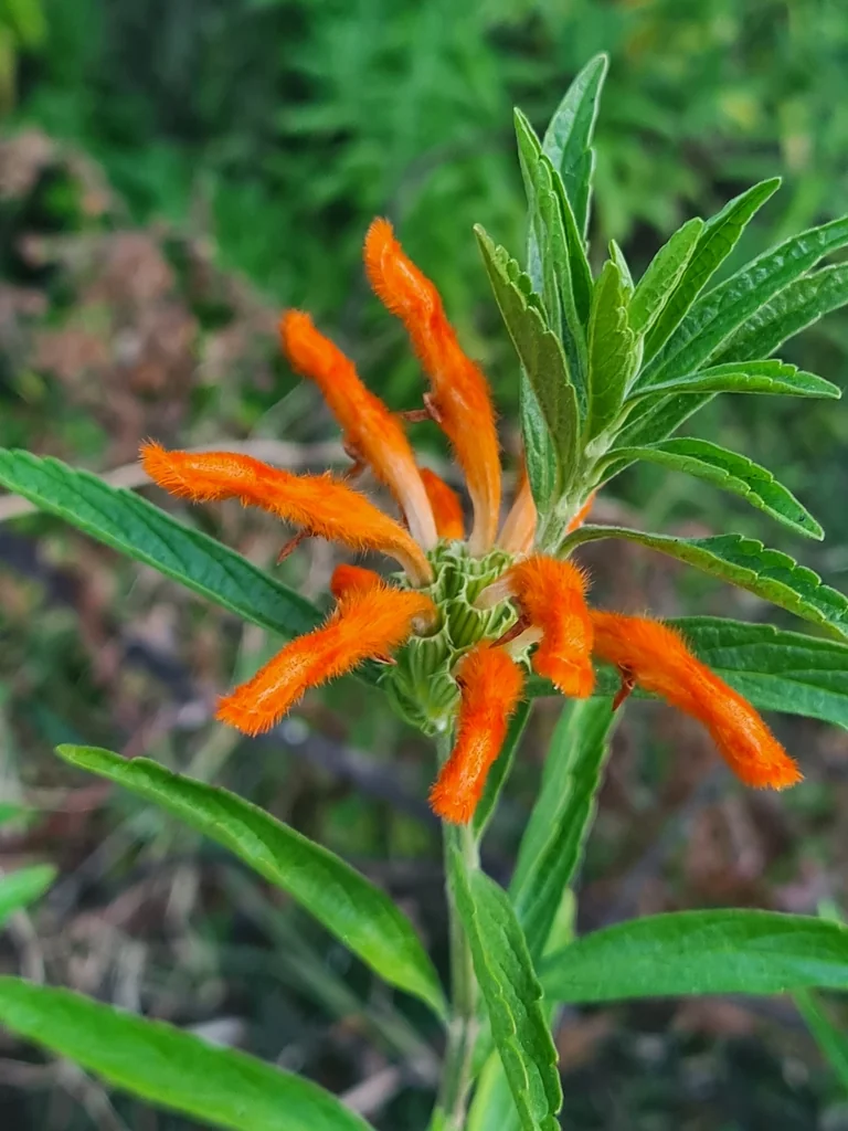 Leonotis Leonurus