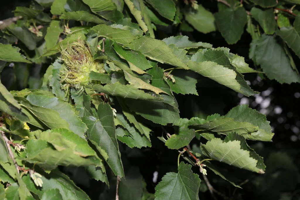 Corylus Colurna