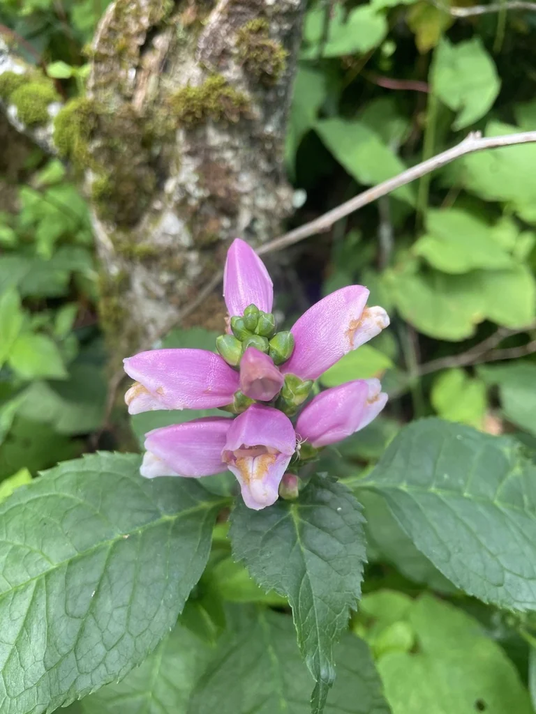 Chelone Lyonii