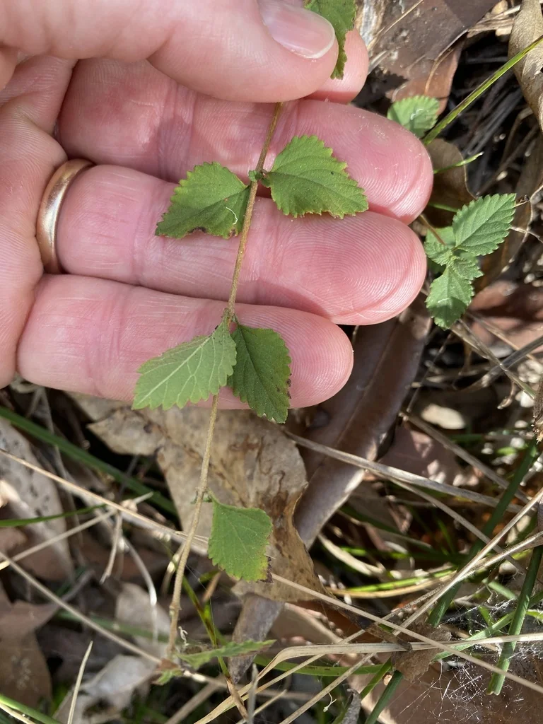 Lantana montevidensis