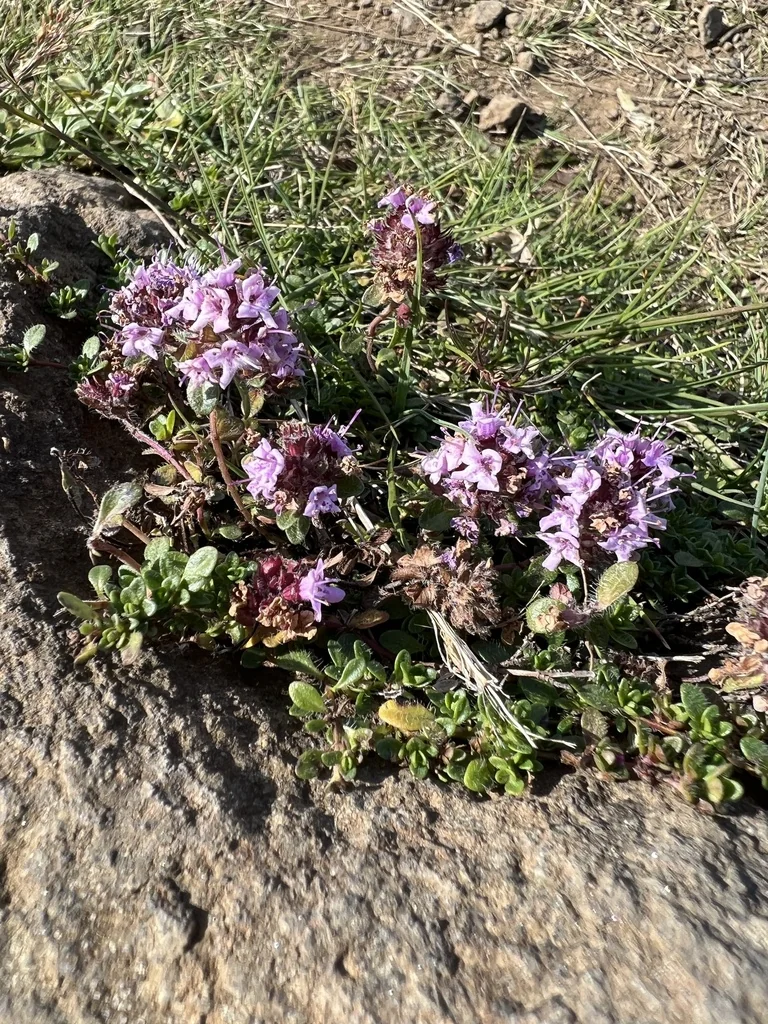 Thymus Praecox Arcticus