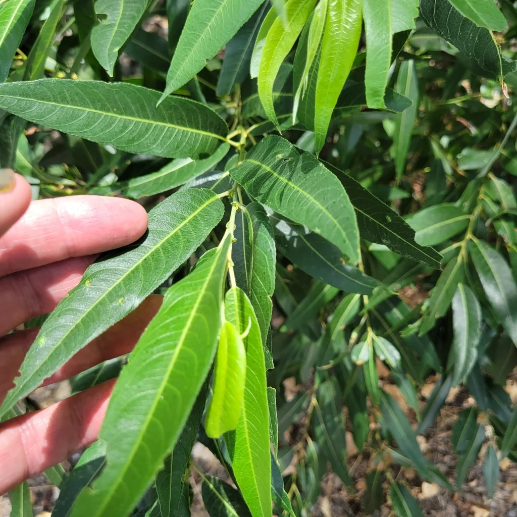 Salix Laevigata