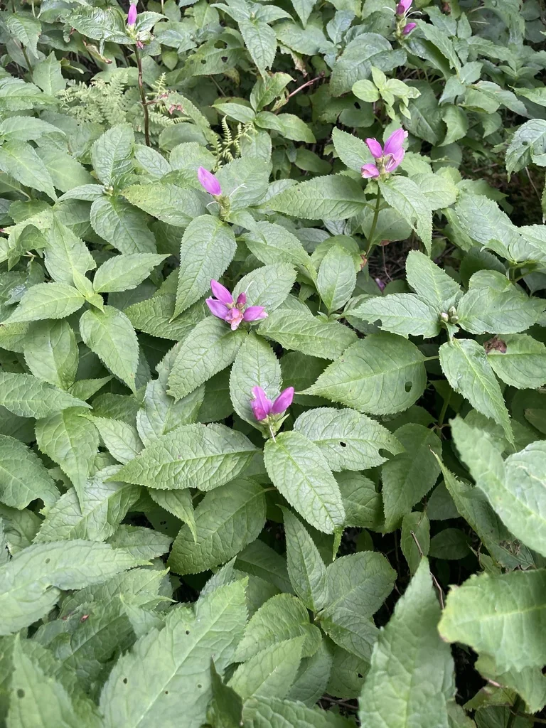 Chelone Lyonii