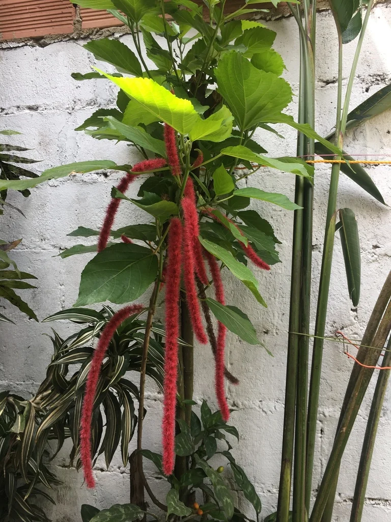 Acalypha hispida