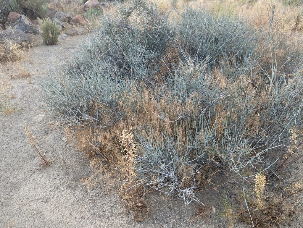 Ephedra Nevadensis