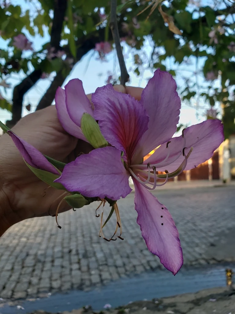 Bauhinia Variegata