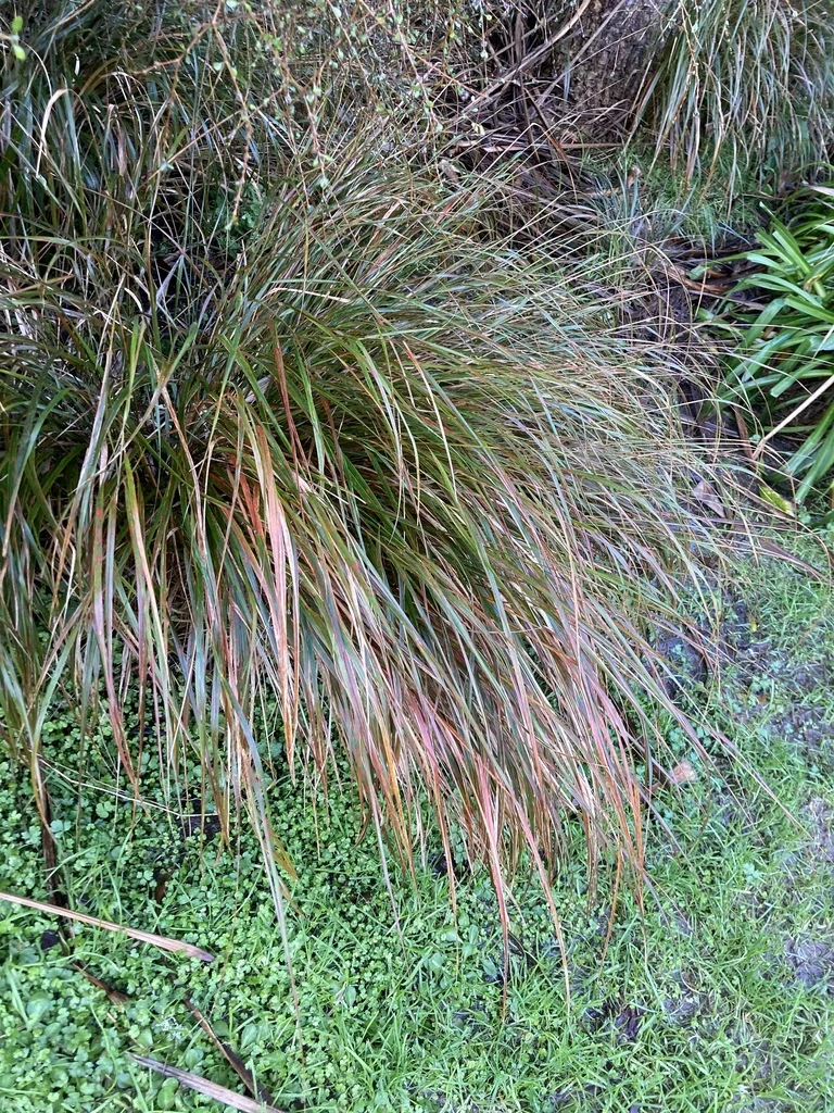 Anemanthele Lessoniana