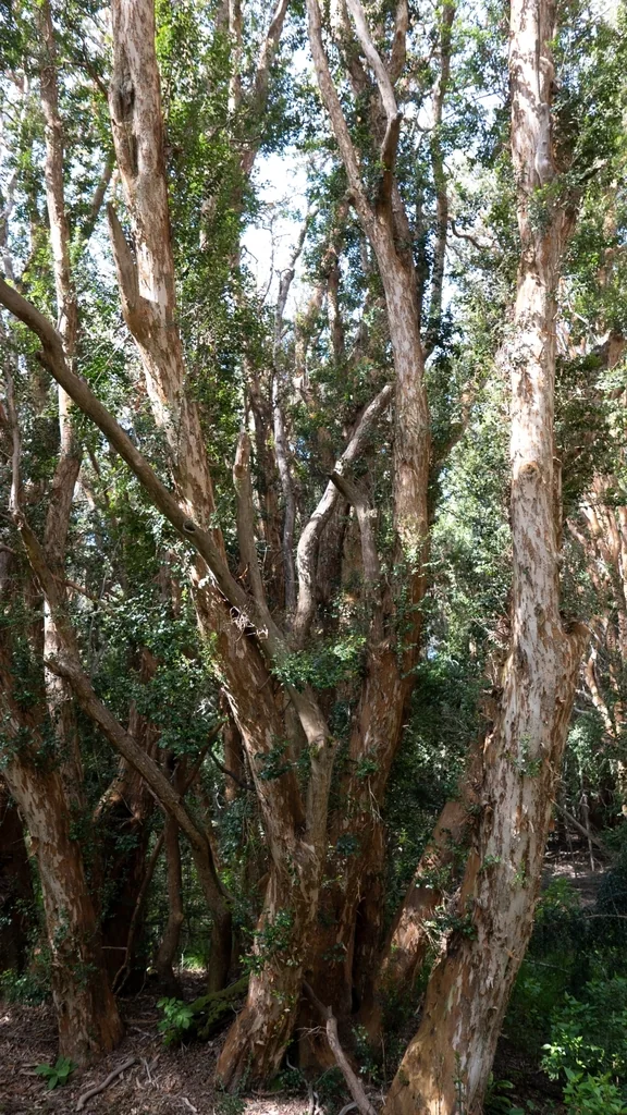 Luma Apiculata