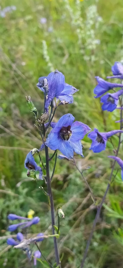 Delphinium Elatum