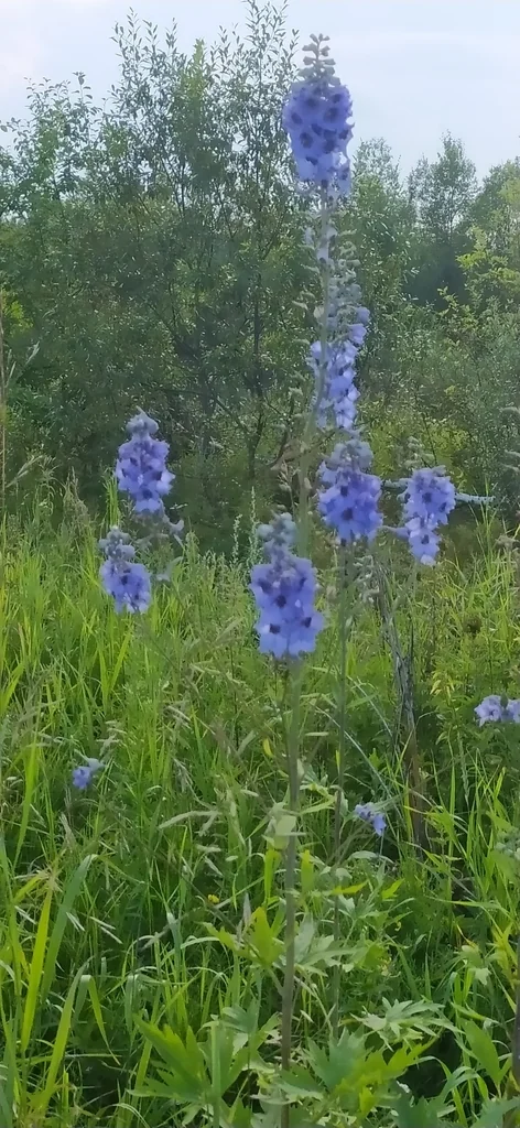 Delphinium Elatum
