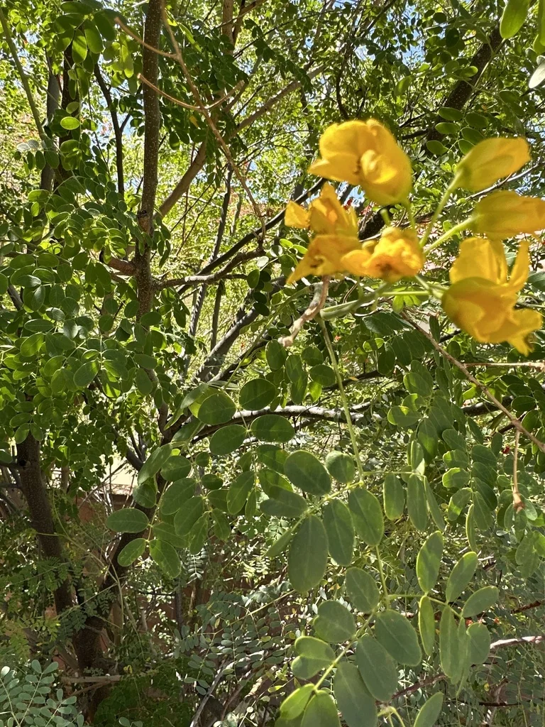 Caesalpinia Mexicana