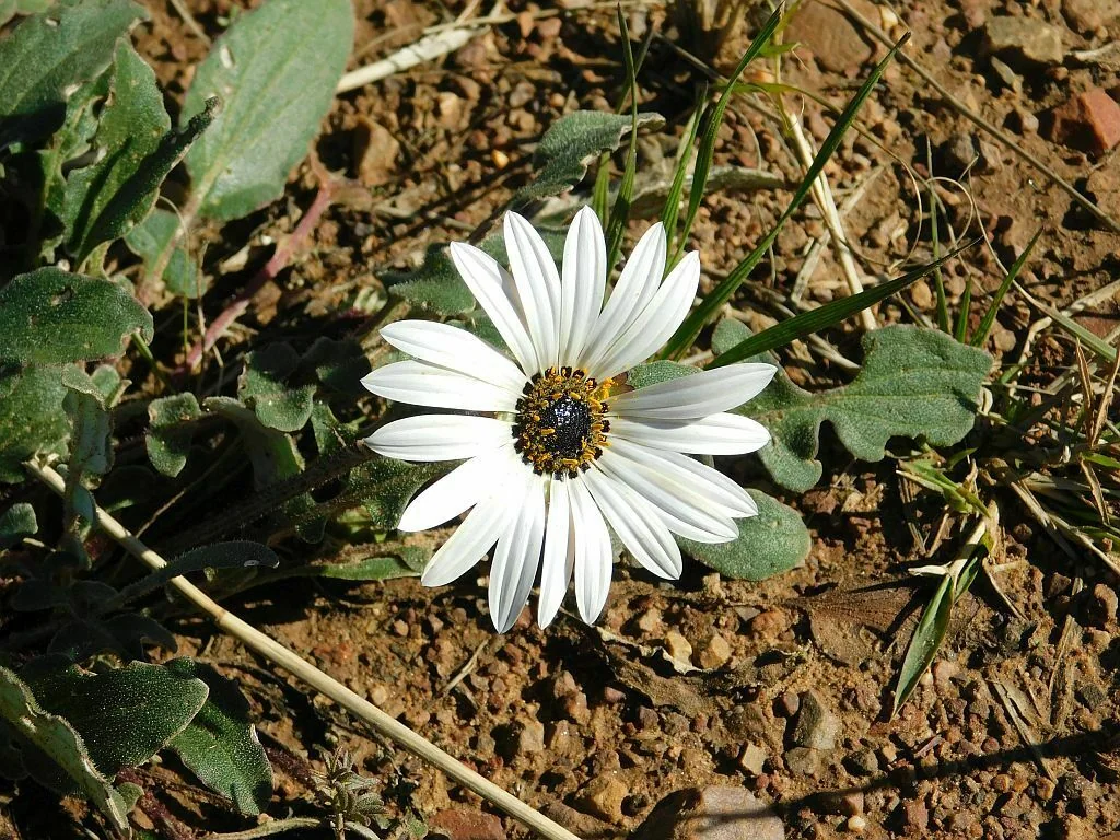 Arctotis Acaulis