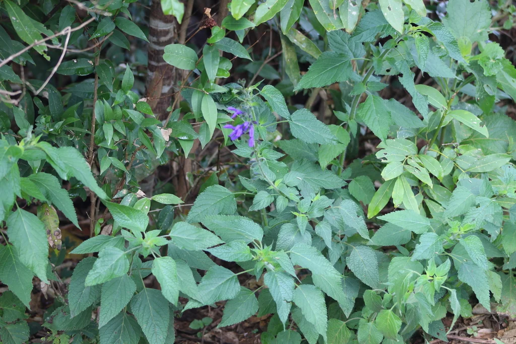 Salvia Guaranitica