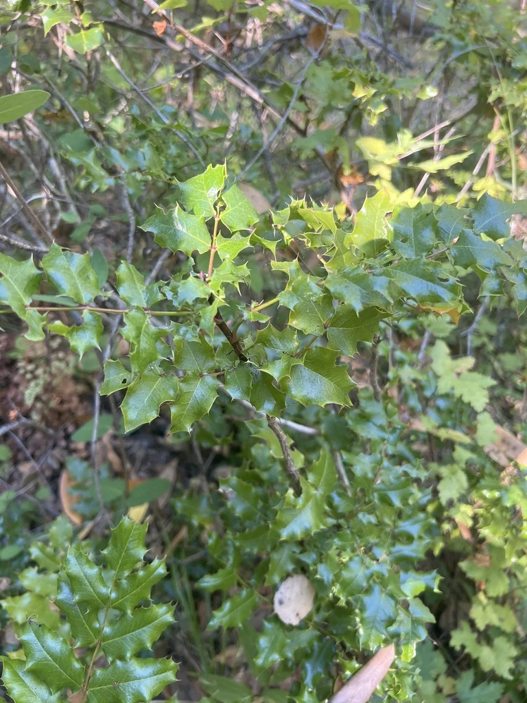 Berberis Pinnata