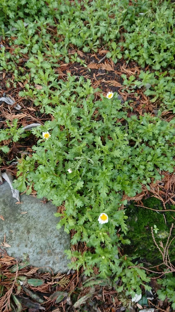 Chrysanthemum Paludosum