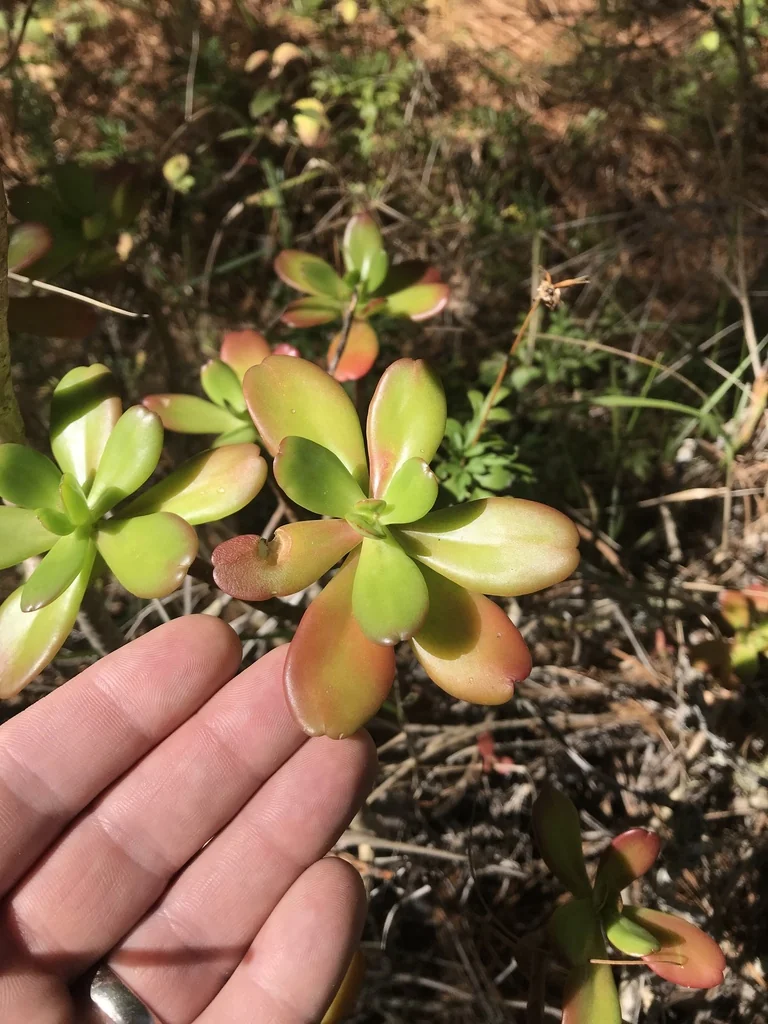 Sedum Praealtum