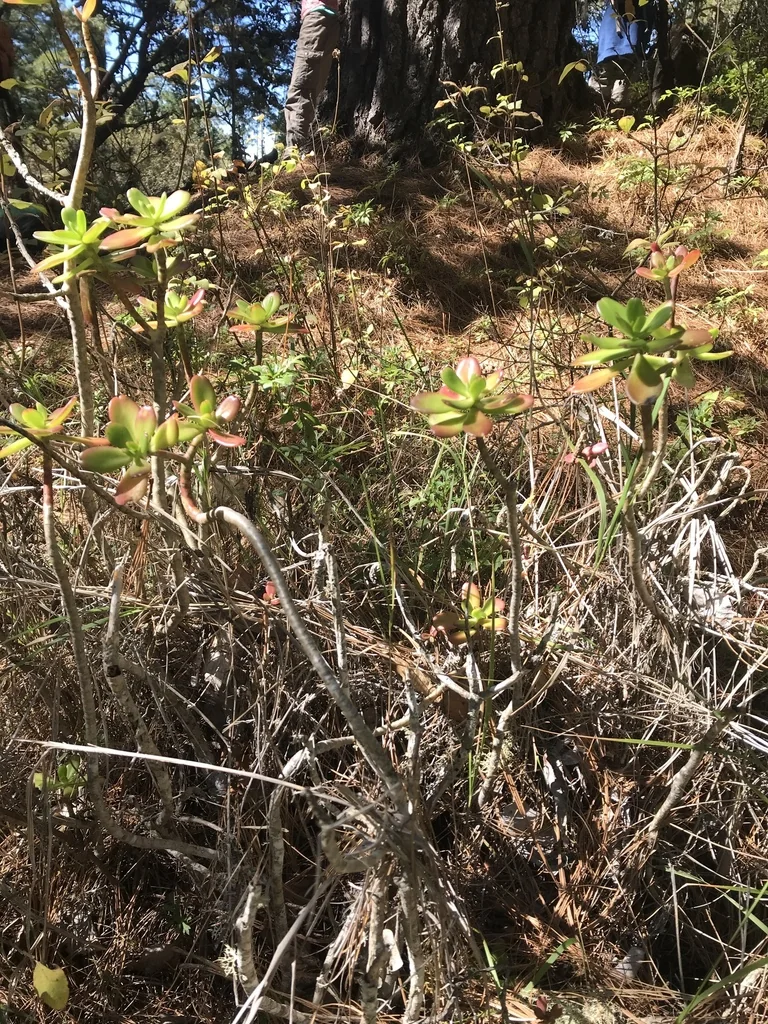 Sedum Praealtum