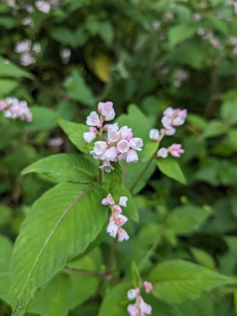Persicaria Campanulata