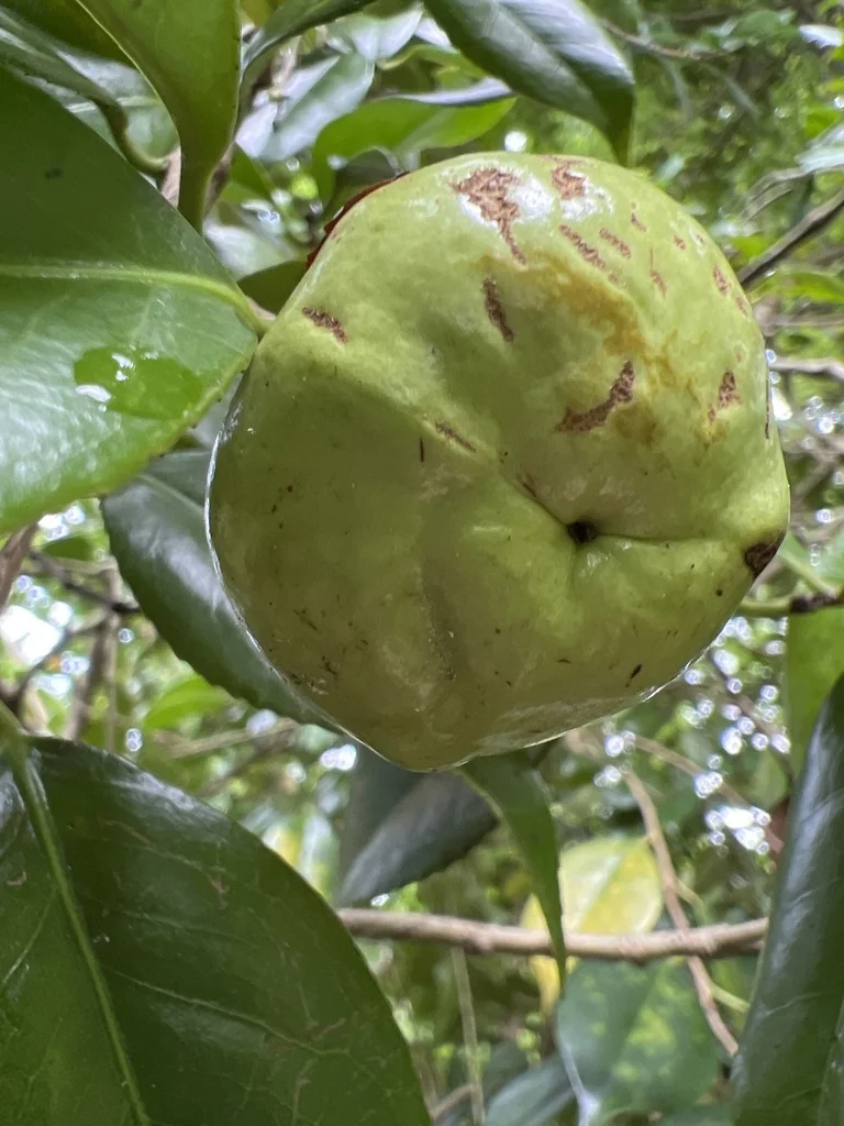 Camellia Japonica