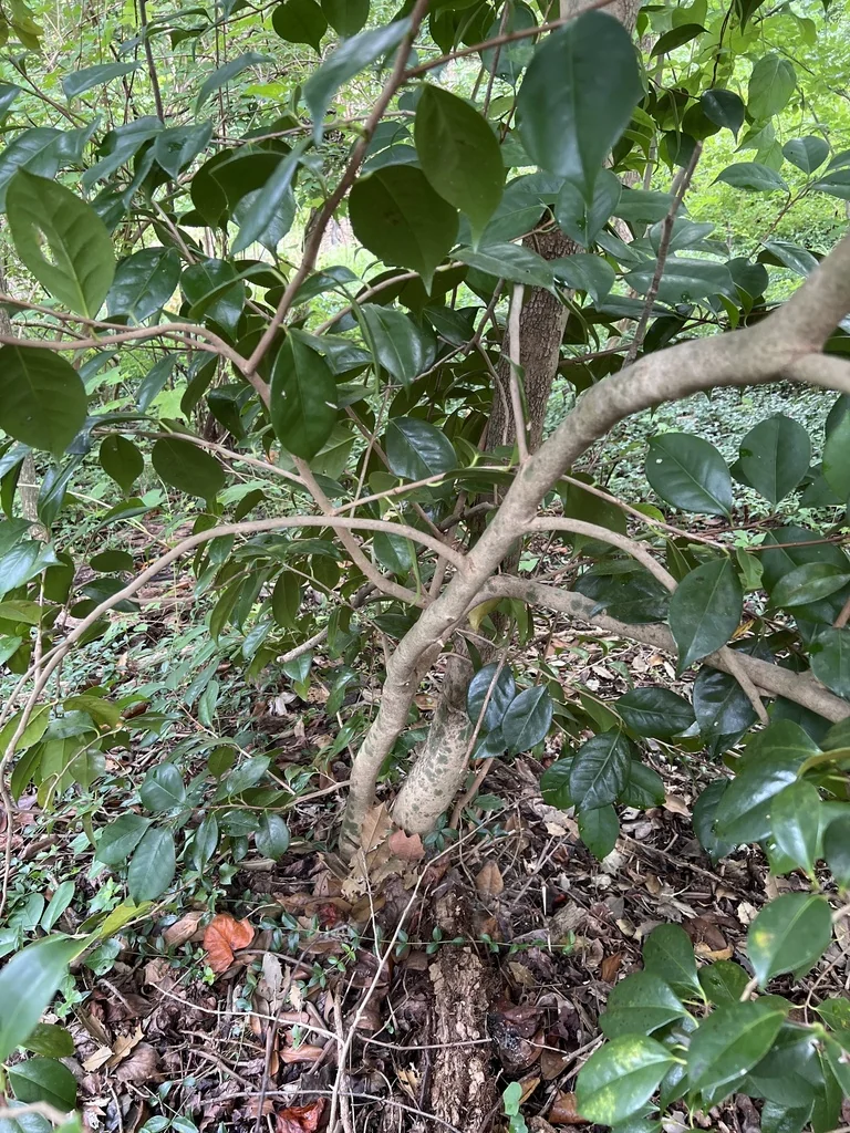 Camellia Japonica