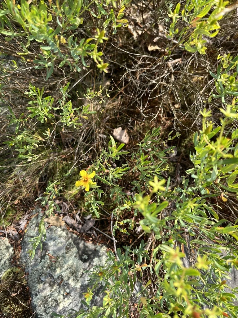 Hypericum Kalmianum