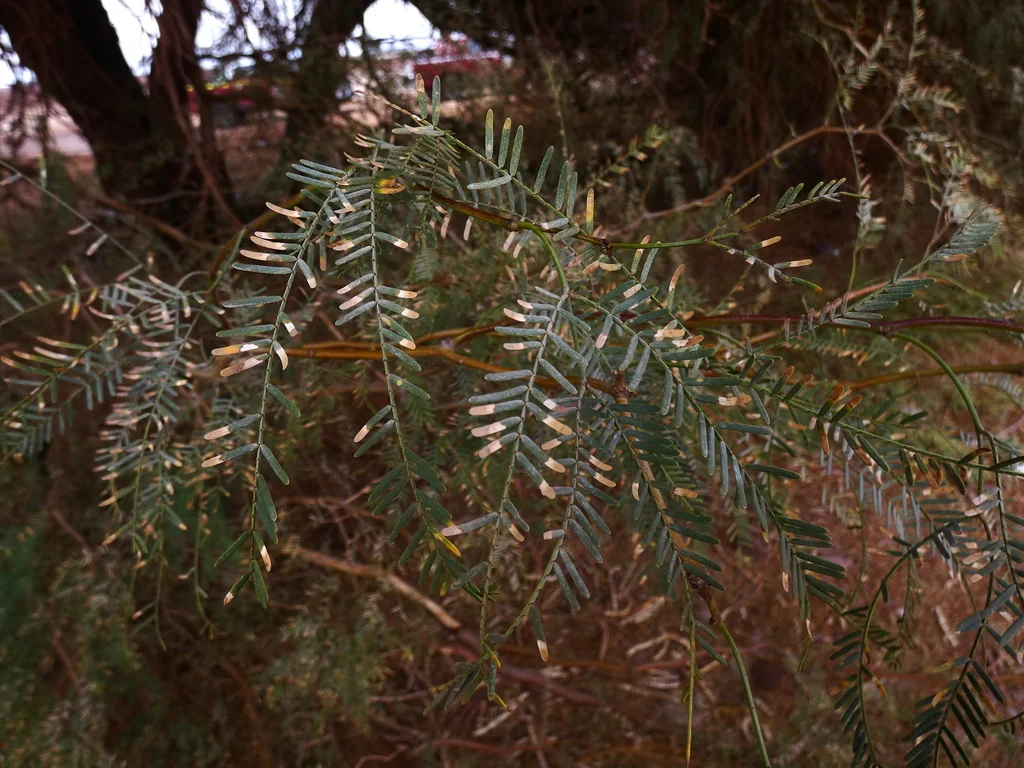 Prosopis Alba