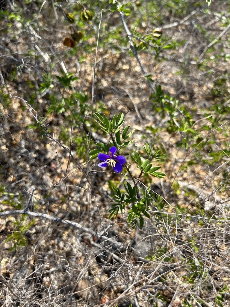 Guaiacum Coulteri
