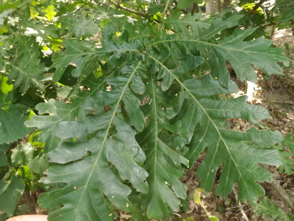 Quercus Frainetto