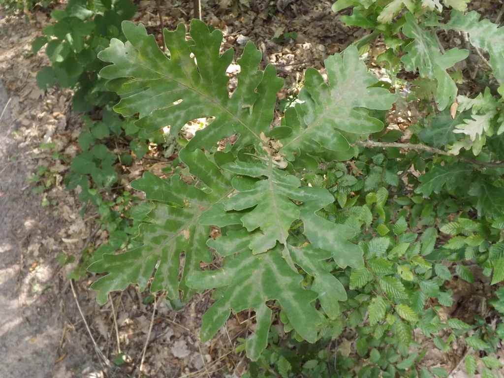 Quercus Frainetto