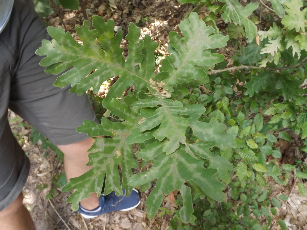 Quercus Frainetto