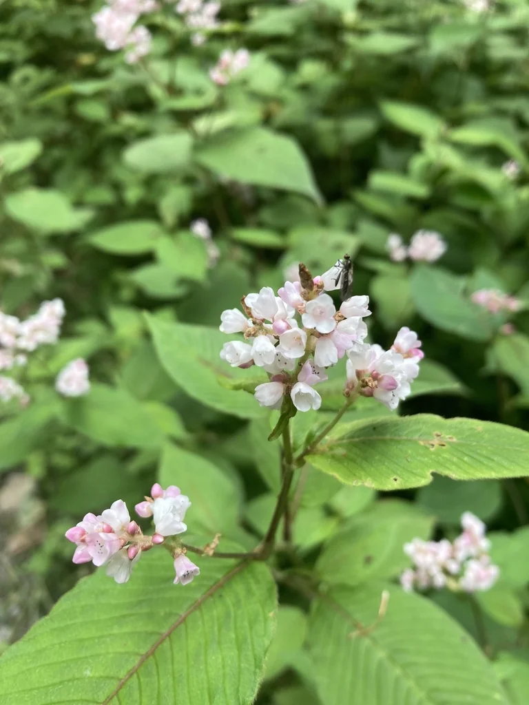 Persicaria Campanulata