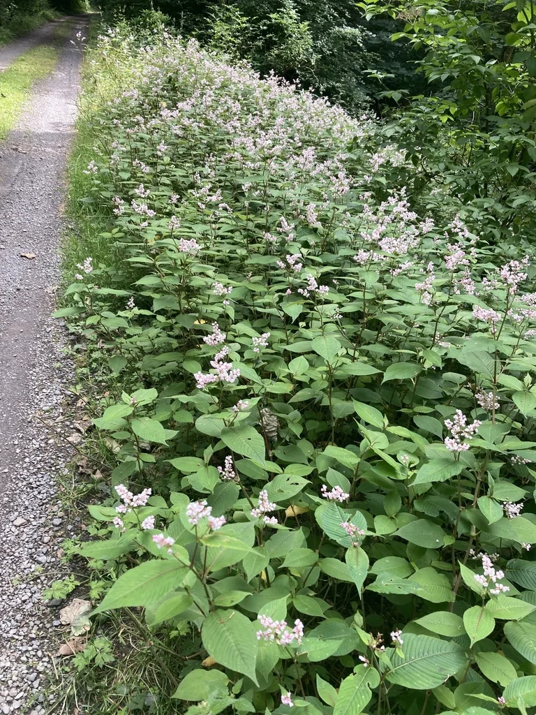 Persicaria Campanulata