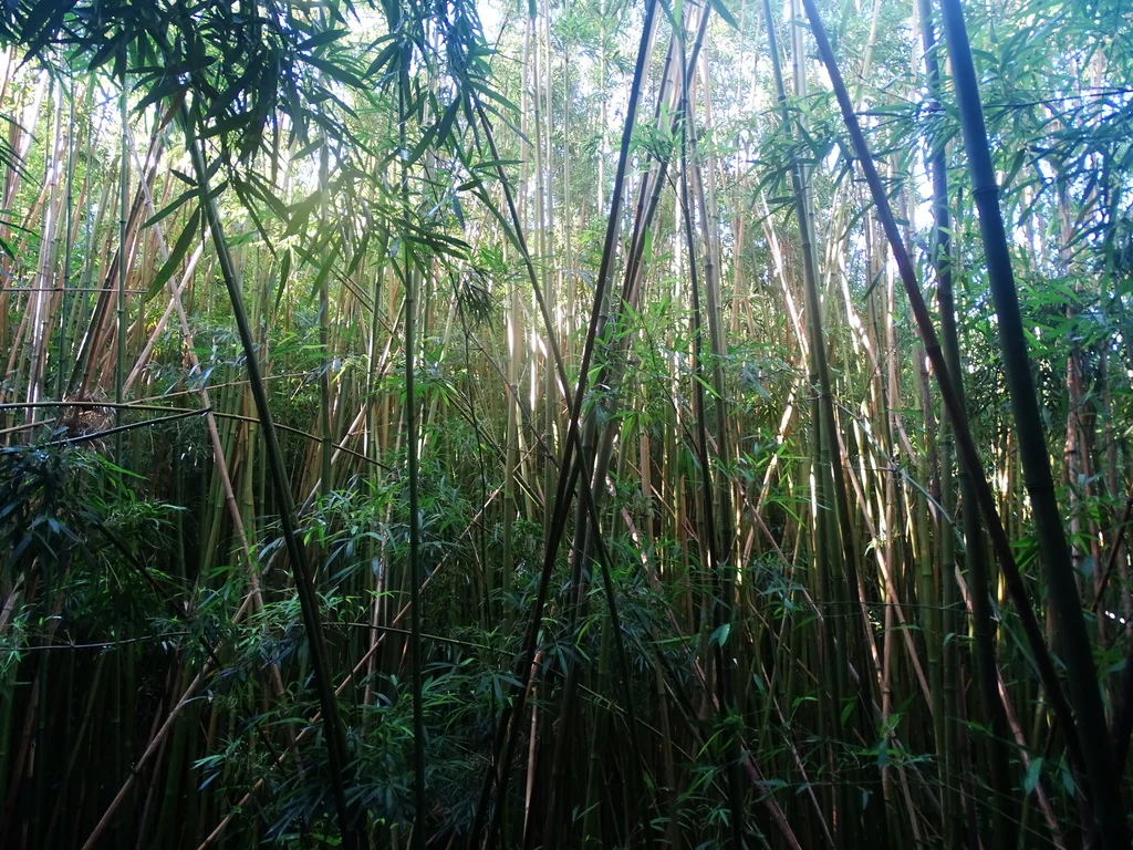 Phyllostachys Nigra