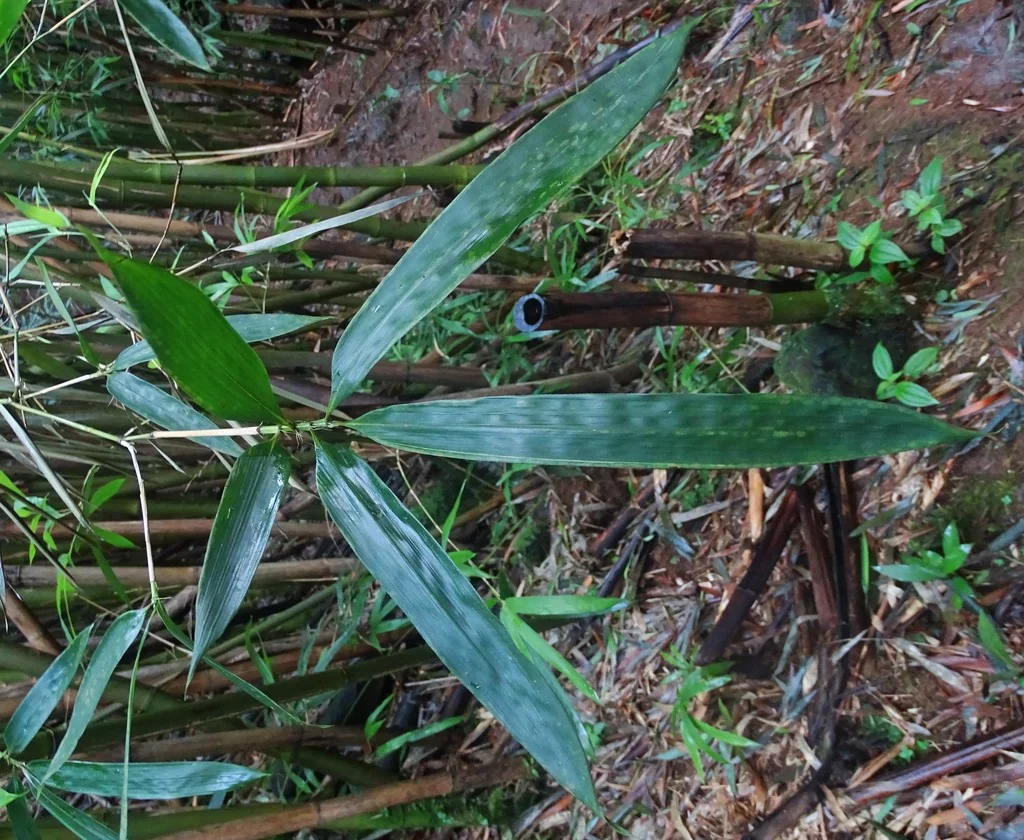 Phyllostachys Nigra