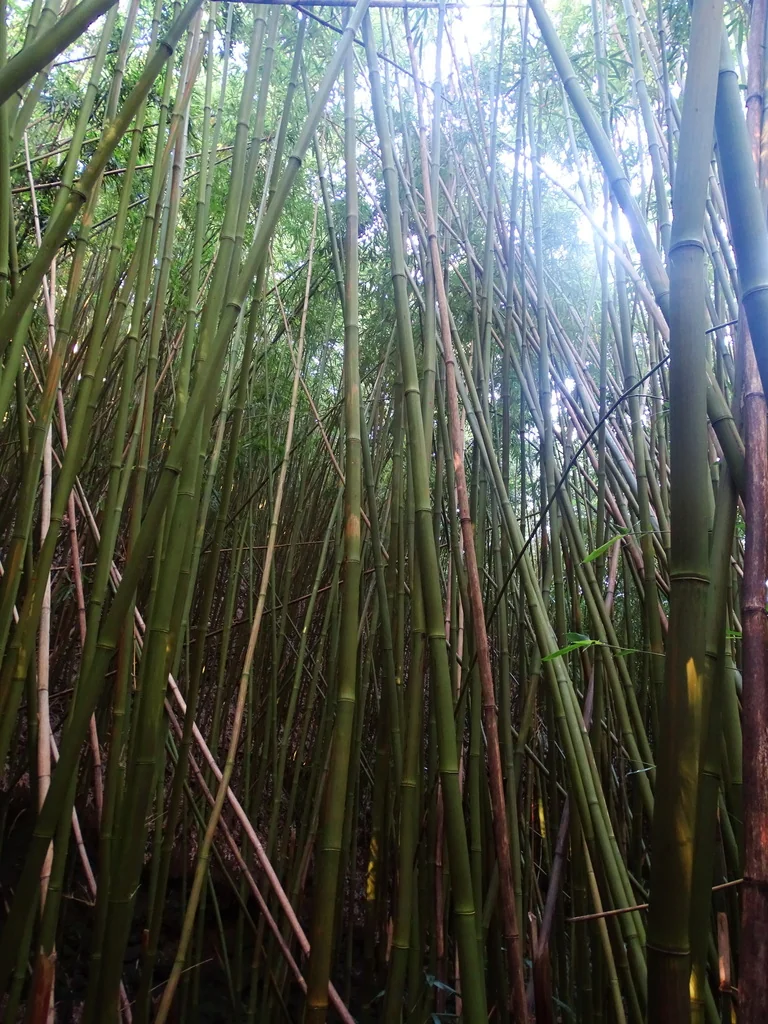 Phyllostachys Nigra
